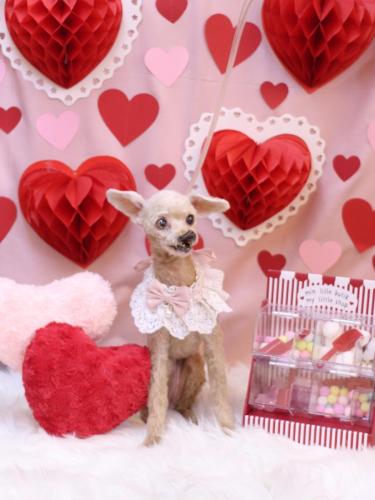 20240214プーちゃん